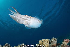 Cuttlefish have Jet Propulsion by Henley Spiers 